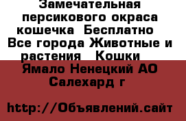 Замечательная персикового окраса кошечка. Бесплатно - Все города Животные и растения » Кошки   . Ямало-Ненецкий АО,Салехард г.